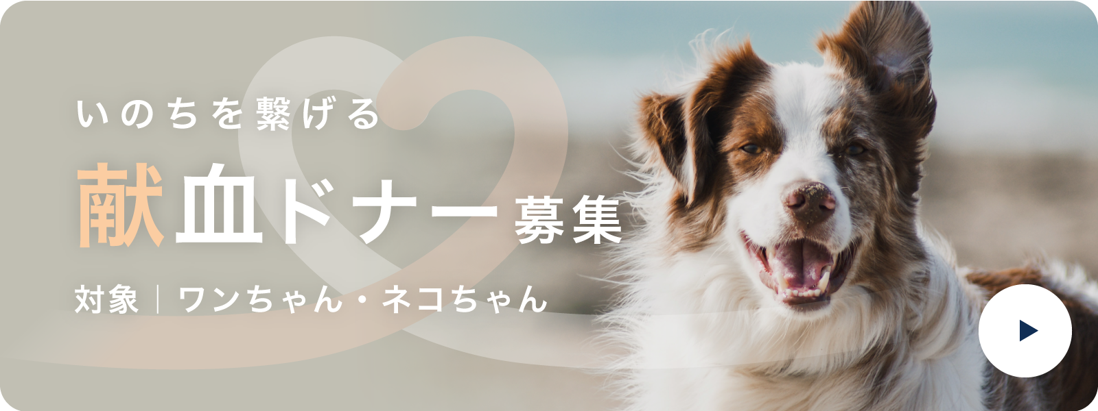 いのちを繋げる献血ドナー募集(対象|ワンちゃん・ネコちゃん)